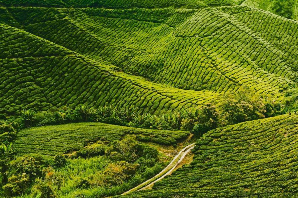 Oyo 1231 Ar Rayyan Boutique Hotel Cameron Highlands Exterior photo